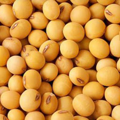 Soybean